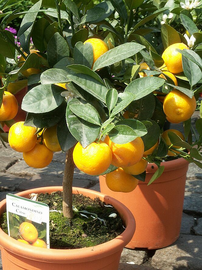 Musk lime